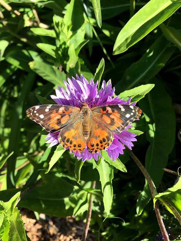 Butterfly on flower at the pollinator garden at Kelley Cofer park.